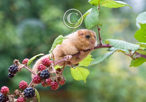 Dormouse 3 DM0356